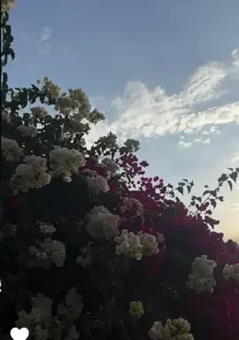 #القرآن_الكريم #راحه_نفسيه 