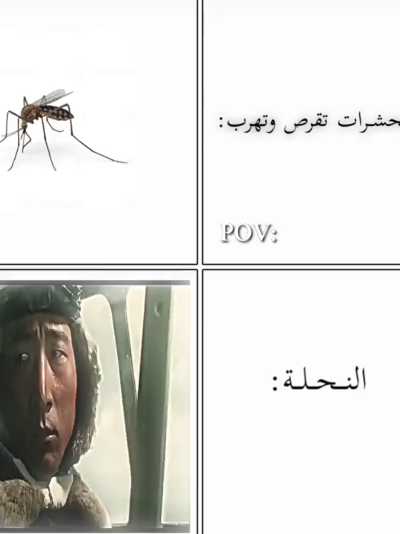 النحلة مفعلة وضع كامي كازي💀.#funny