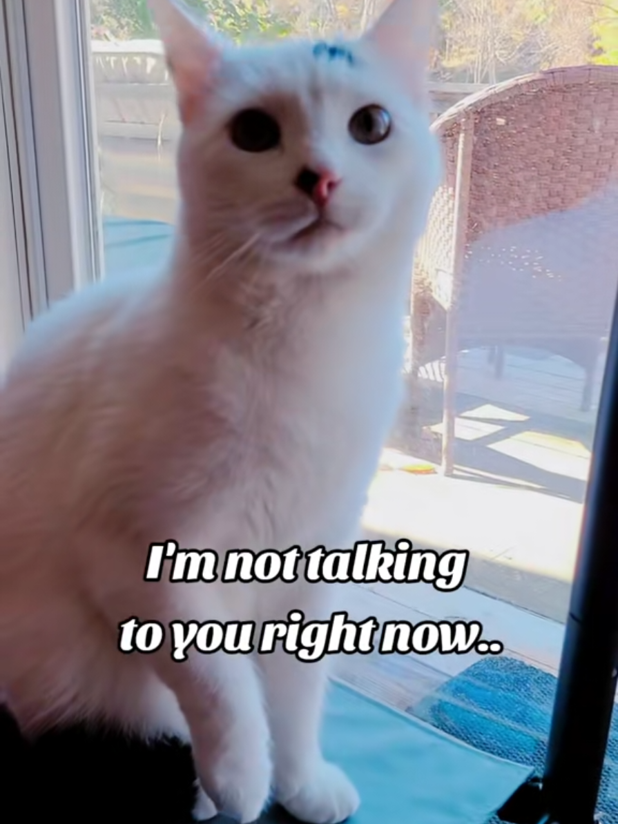Hoomans and their double-standards! 😾 They don't even try to hide how unfair they are being! Have they no shame?! 😾🤭 #funnycats  #maxxandrooby #cattok #funnyvoiceover #doublestandards 