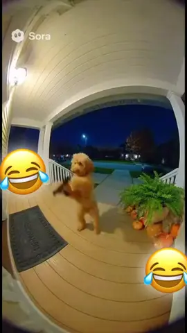 Tore up #trending #dog #shootout #comedy 