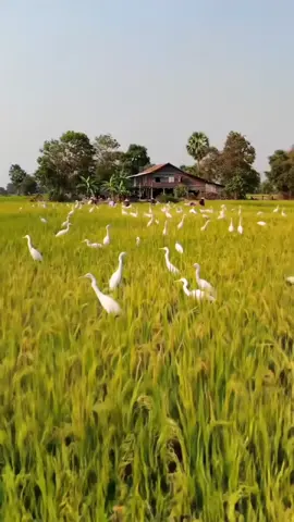 ស្រុកស្រែខែច្រូត #ទេសភាពស្រុកស្រែ🌄🏜️🌱🌼🌾🐟 #នឹកស្រុកកំណេីត🌾🥰🥺 #ស្រុកស្រែ #rurallifestyle 