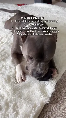 Which one would you choose as a dog parent? #americanbully #funnydog #dogcontent #doglovers #funnydogs #dogowner #dogs #doghumor Dog life, dog humor, dogs, funny dogs, cute dogs