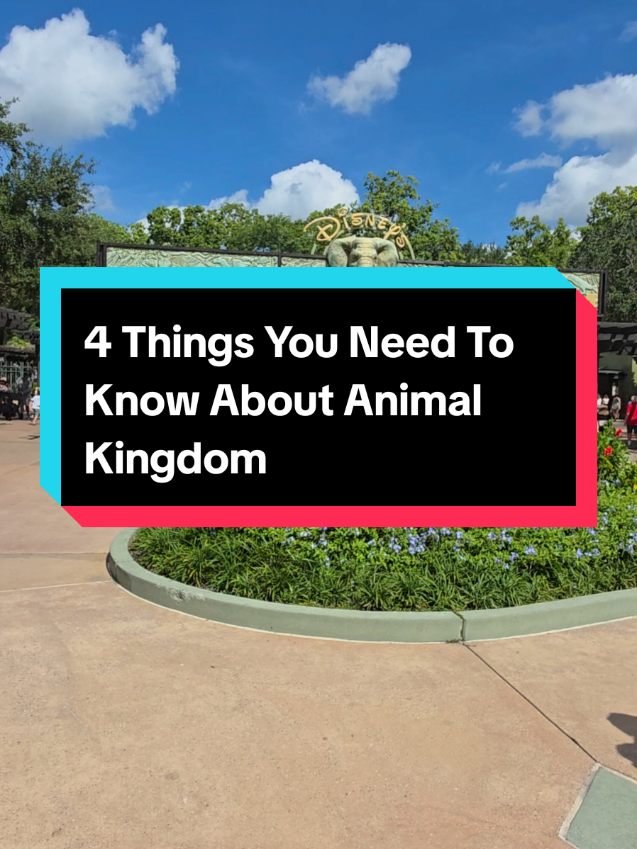 4 Important Things You Need To Know Before Heading To Animal Kingdom With Kids #animalkingdom #disneytips #disneytiktok #disneyparks #Disneytrip 
