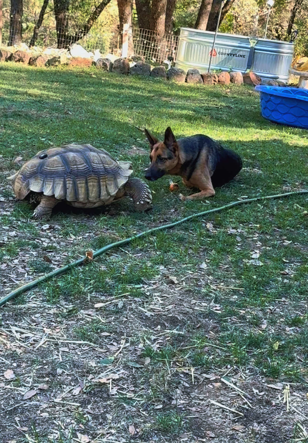 ❤️❤️❤️ #rescuedandloved 