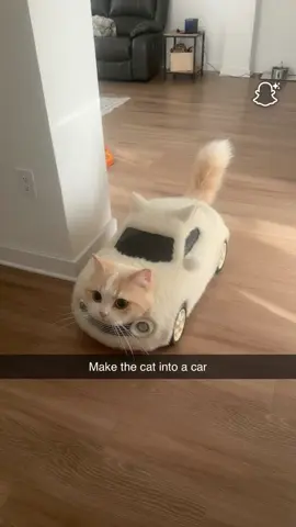 @snapchat #SnapchatImagineAI is it a car or car #snapchat #cat #fyp #fy 