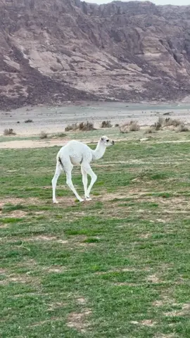 #في هذا اليوم 