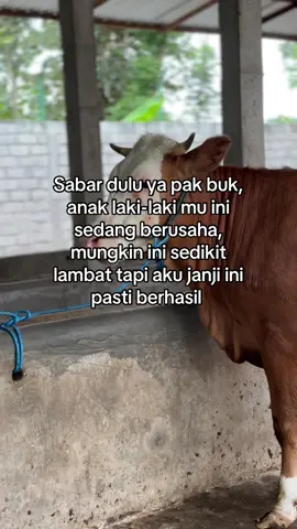 #promomakangajian #promoseruweekend #perternakmuda #peternaksapiindonesia #fypシ゚ 