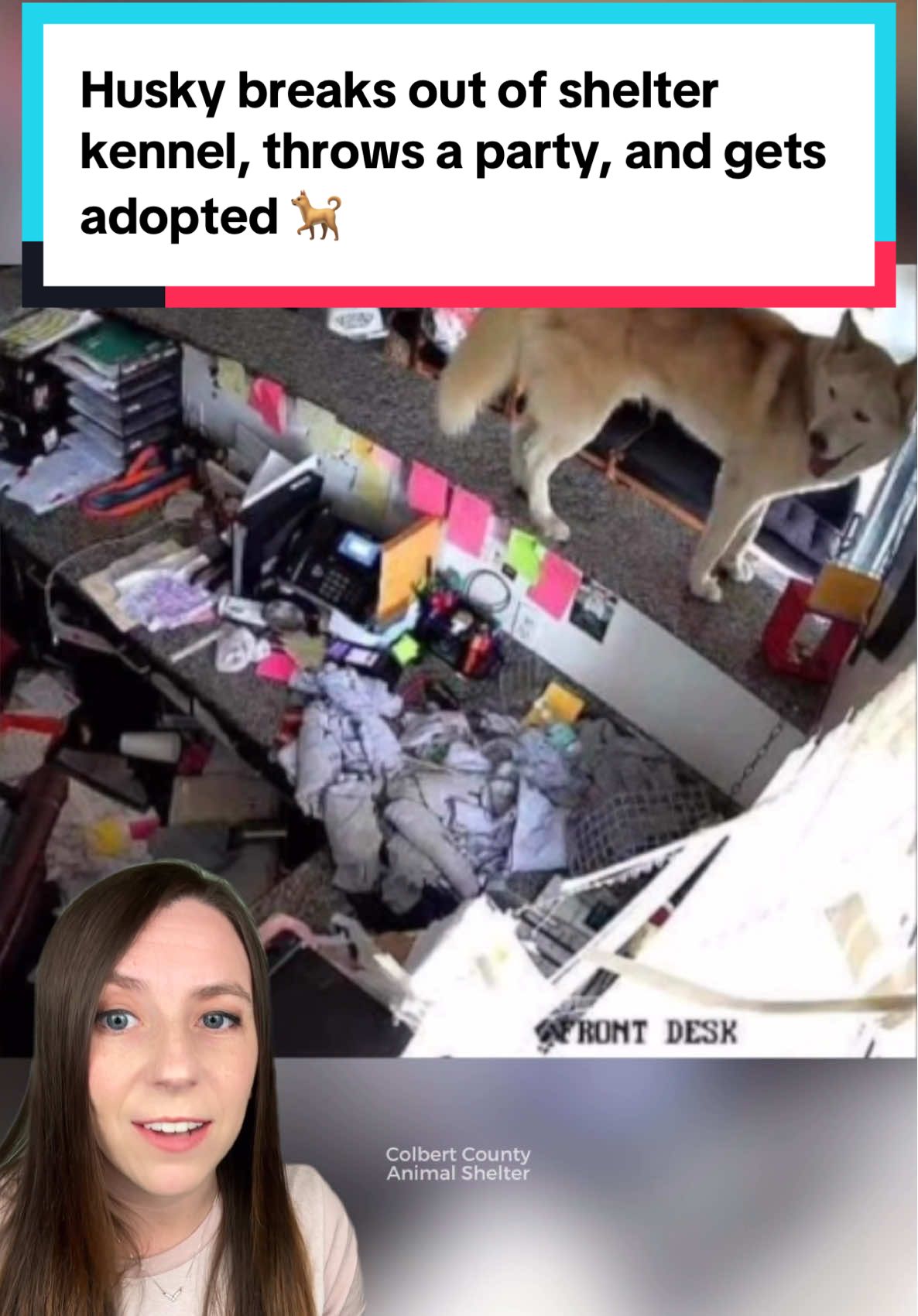 Titan the husky spent his first night at Colbert County Animal Shelter throwing an office party, “reorganizing” the entire lobby. 🎉 And while it was a bit of a unique adoption strategy, his efforts quickly paid off. 💕 📸 Colbert County Animal Shelter #dog #dogs #husky #huskies #animals  