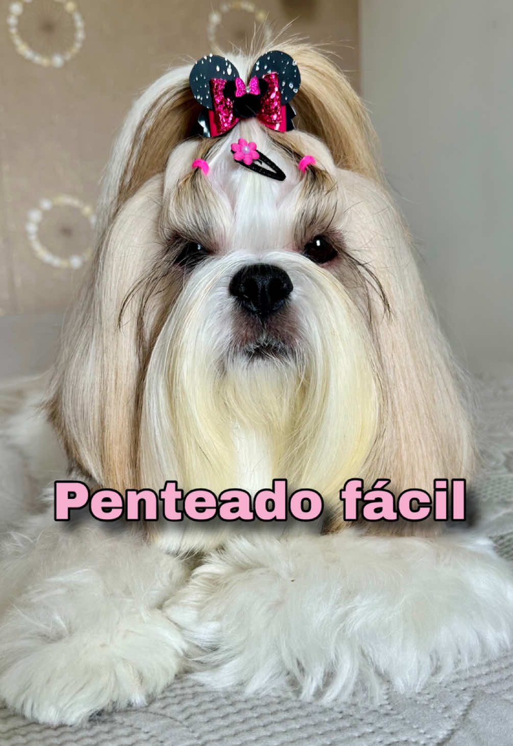 Penteado fácil pra te inspirar 💋 #cachorro #penteadopet #penteadoshihtzu #penteadofacil 