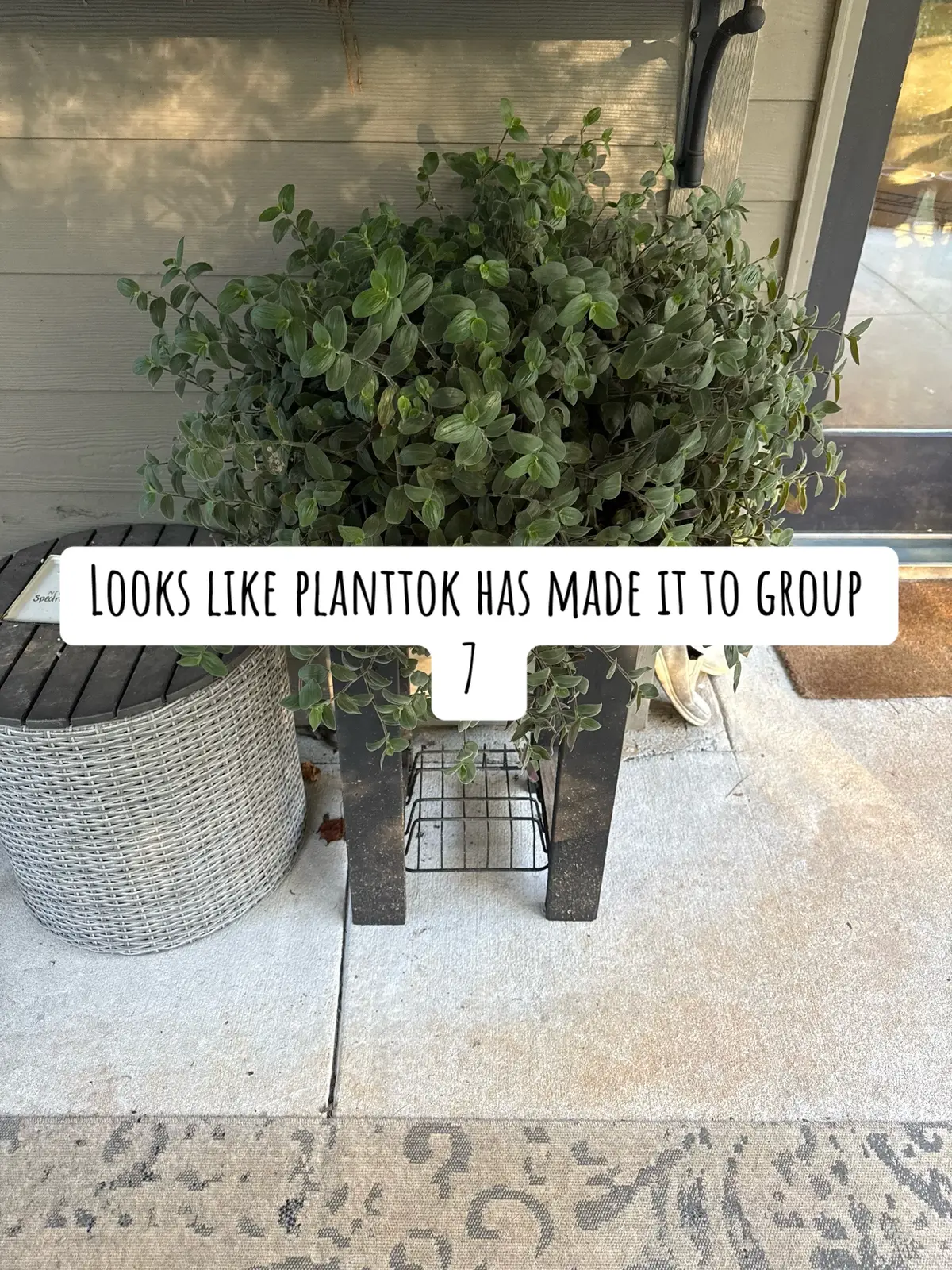 #group7 #PlantTok #plantsoftiktok #plants 