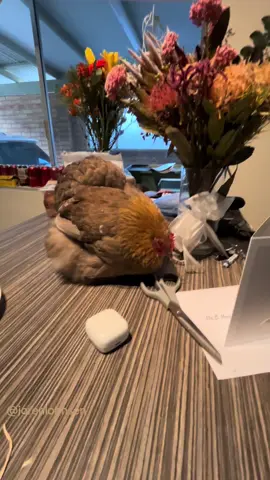 She’s sick as a dog, but her broodiness is taking over 🤣🤣🤣  These are my new headphones… not eggs! 🤣🤣  @Sennheiser #accentum #broody #funnychicken #chickentok 