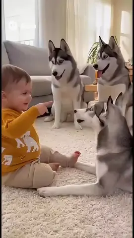 This is the video breaking the internet right now! 🤣 Watch this tiny baby point at 3 Siberian Huskies and say 