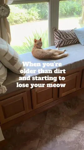 #oldcat #orangecat #gingercat #meow lots of people asking how old he is, he’s about to be 18. 