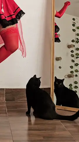 #humortiktok #gatostiktok #gatitos #gatonegrodebuenasuerte 