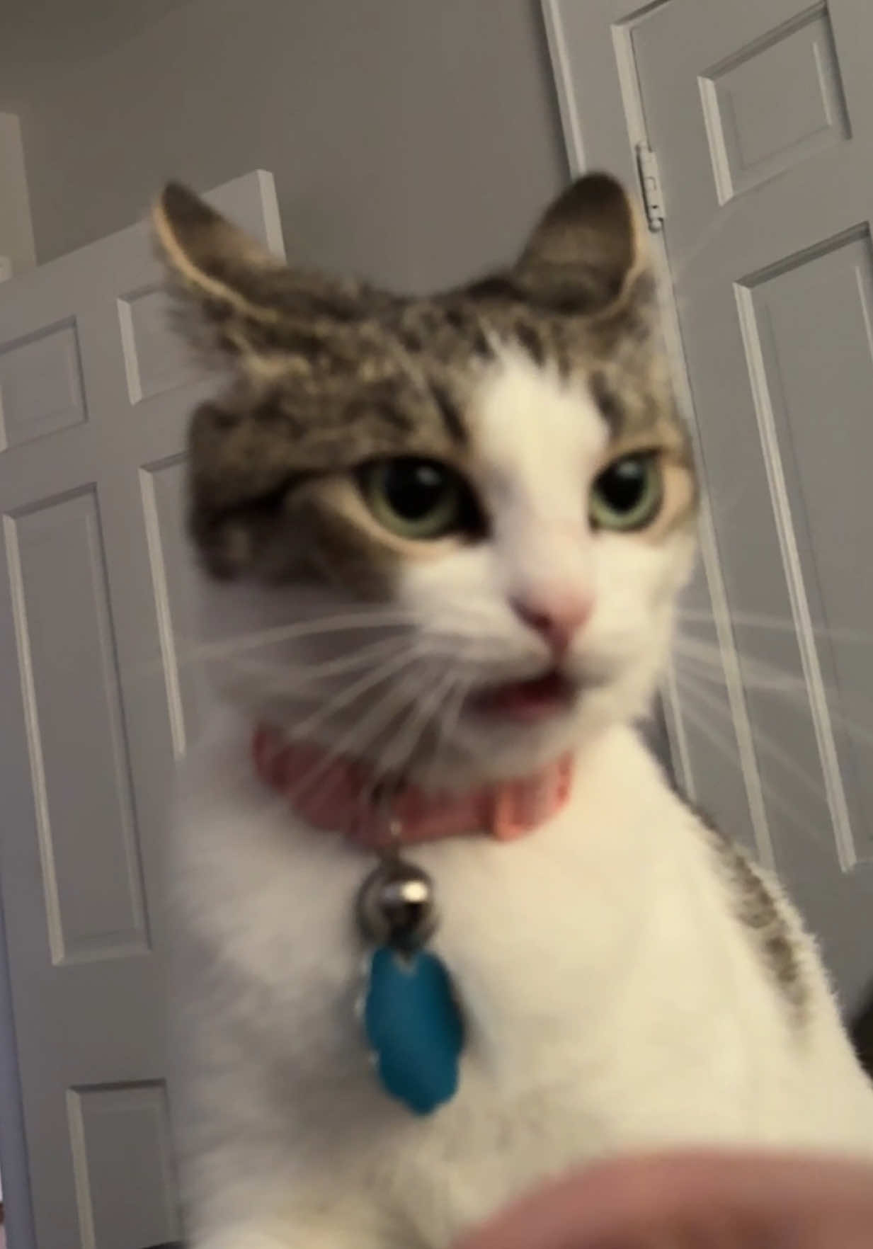 it’s called gentle parenting #catsoftiktok #fypシ゚viral #cats #fyp #foryou 