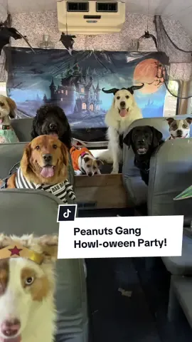 Charlie Brown and the Peanuts Gang had themselves a very Happy Howl-oween Party today!  Check later in the Stories to see all the costume play! #dogbus #doghalloween #dogcostume #happyhalloween #funnydogs 