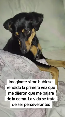 #tiktokperros #doglove