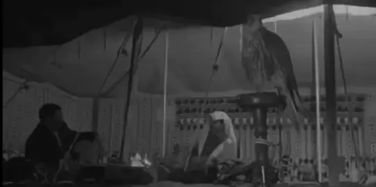طواه الحزن واقفى مع هجعة السالي..