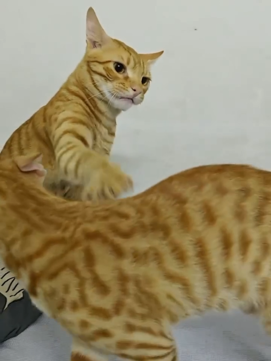 #foryo #foryoupag #gatos #michi #michi 