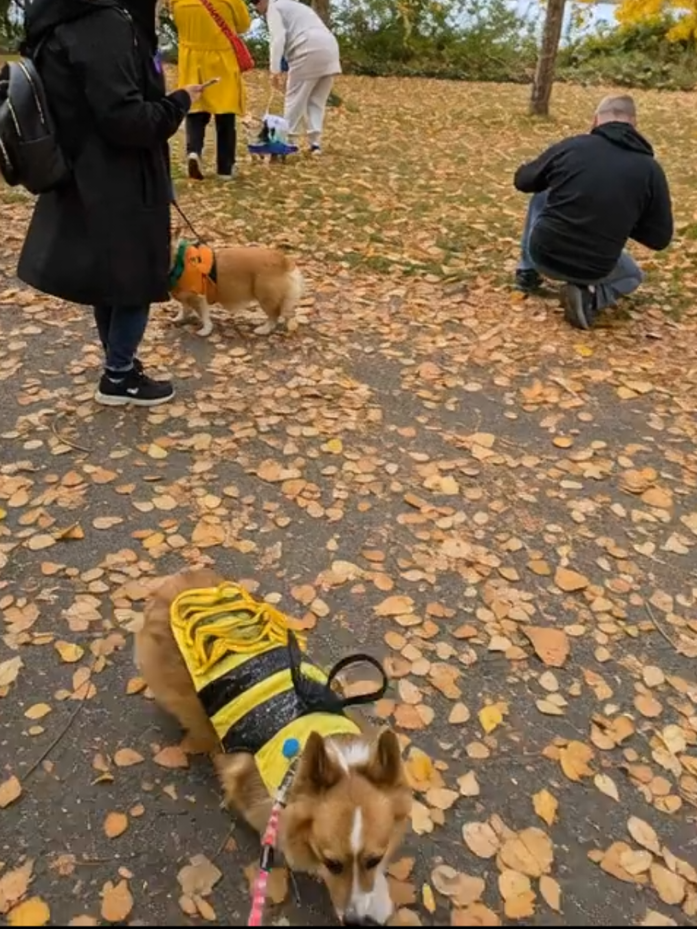 Willow Wisp being a perfect little bumblebee 🐝 Buzzing through the fall leaves, spreading smiles and fluff wherever she goes 🍯✨ #corgi #bumblebeecostume #fallvibes #dogsoftiktok #corgilife