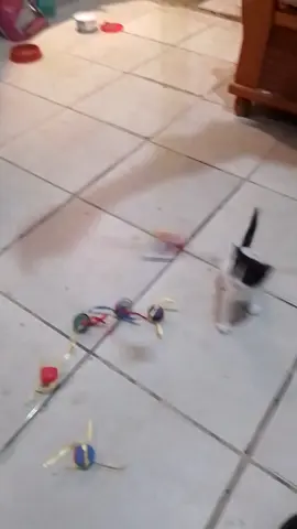 #gato #engraçados #cat 