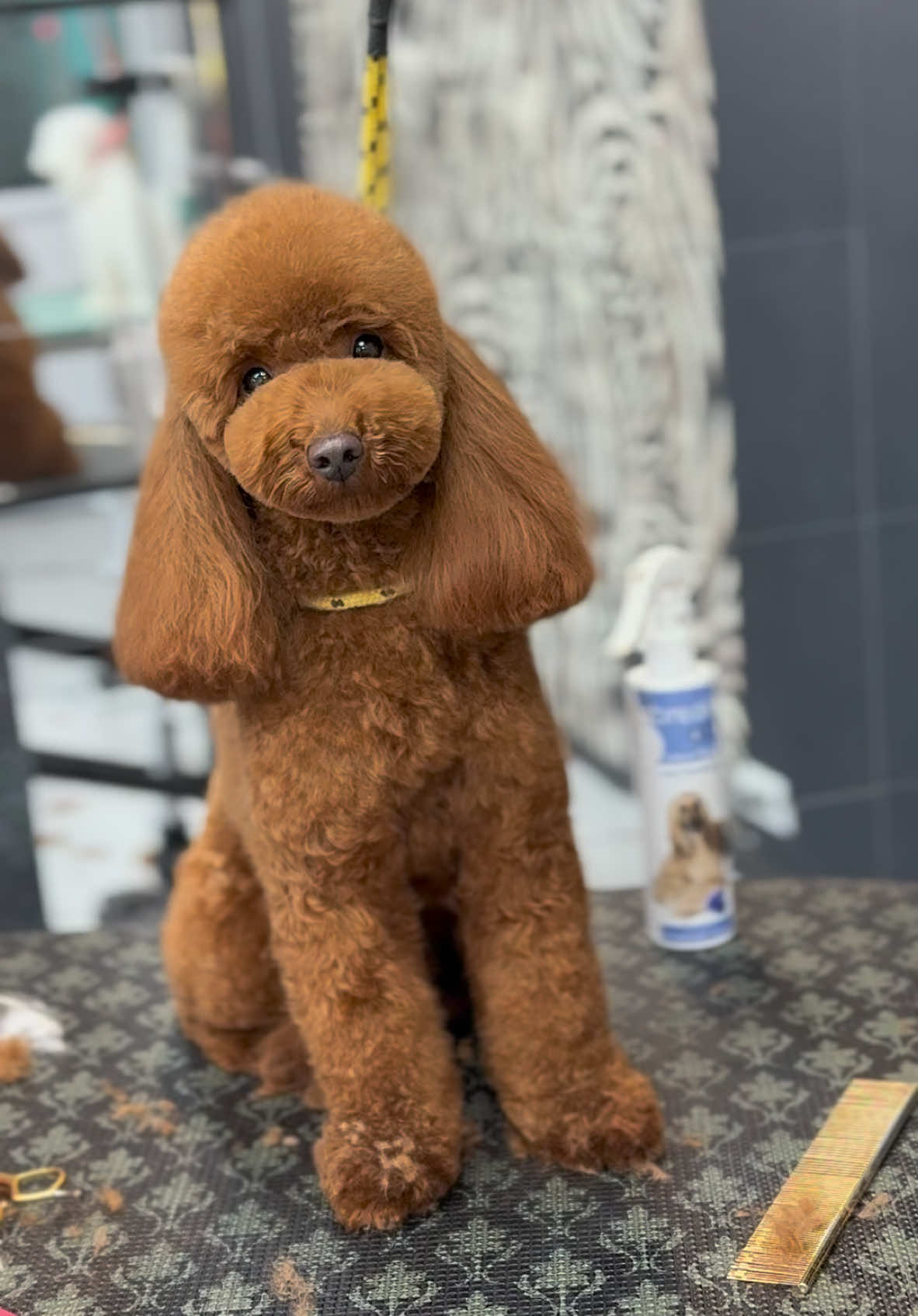 Teddy bear 🧸🧸🧸 #teddy #bijoupet #doggrooming #poodle #saloncanin 