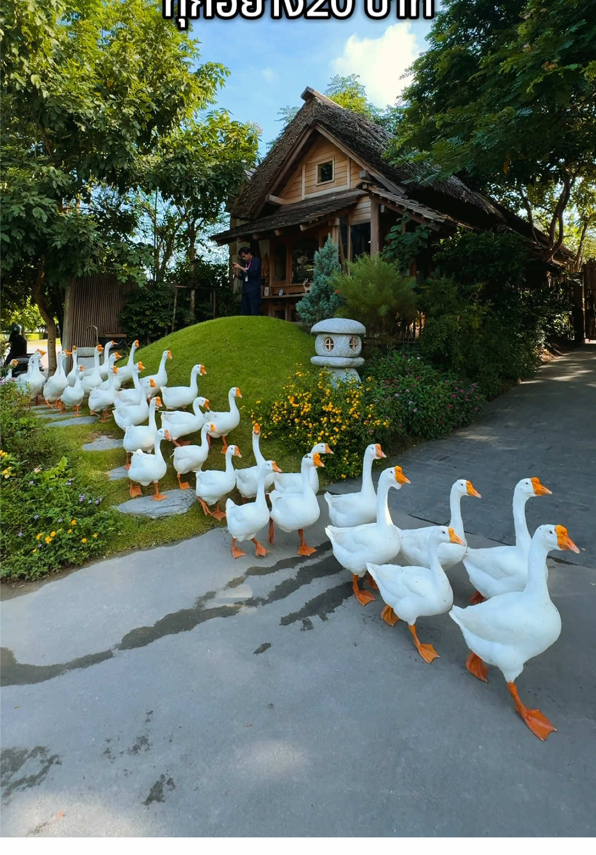 Cafe น้องห่าน🪿🪿🪿  📍888 Little Hills  ☕️เครื่องดื่มทุกแก้ว 20 บาท ⏱️ เปิด 07:00-15:30 น.  🚫ปิดวันอาทิตย์ 🚘 มีที่จอดรถ . . . #พิกัดลับกรุงเทพ #tiktokthailand🇹🇭 #traveltiktok #cafebkk #cafehopping @IG : CHUREEPORN @CHUU CLOTHING @ชุมาแชร์ chuumashare 