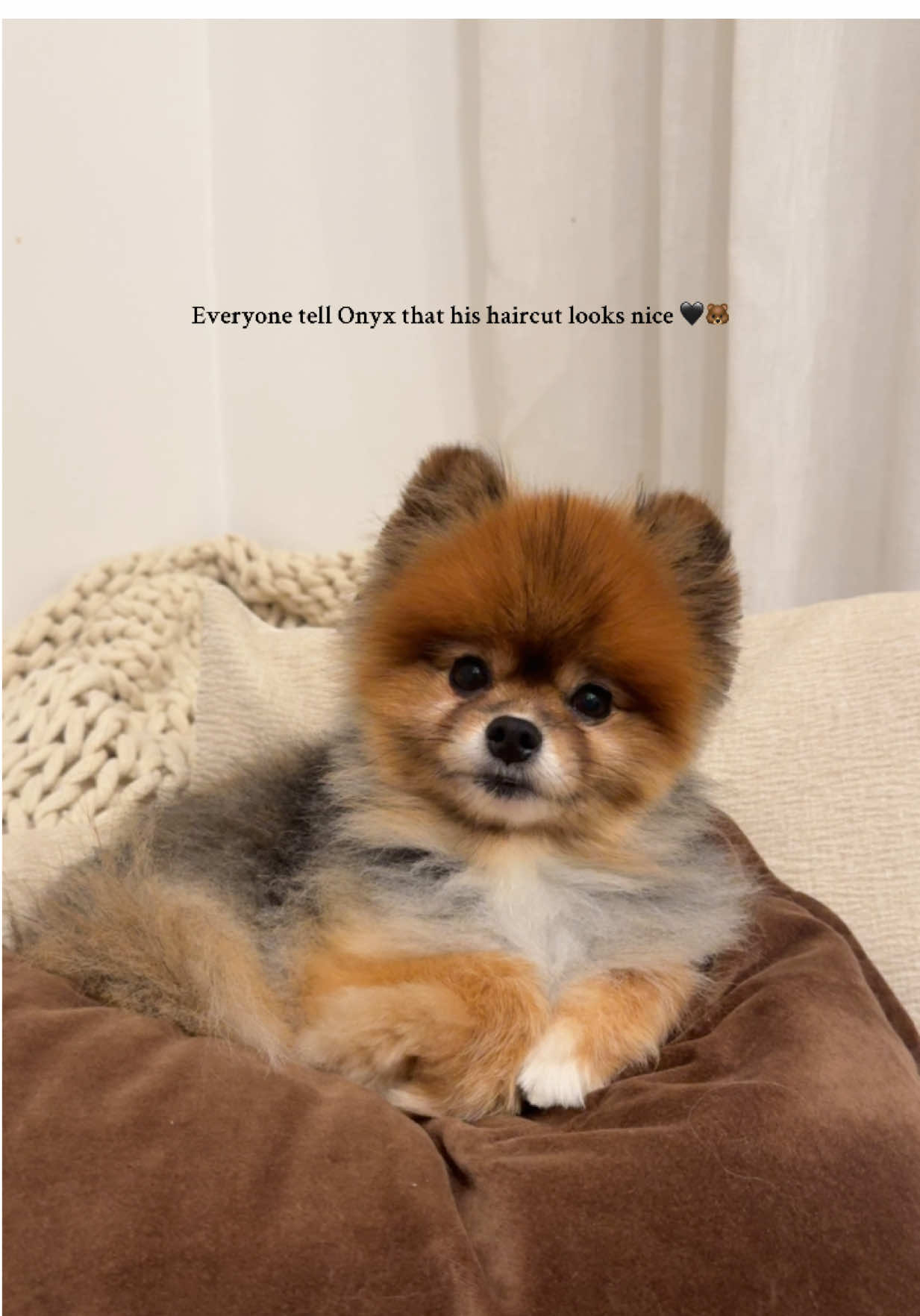 How is he real?! 🐻🖤 #pomeranian #pom #dogsoftiktok #cutedogs 