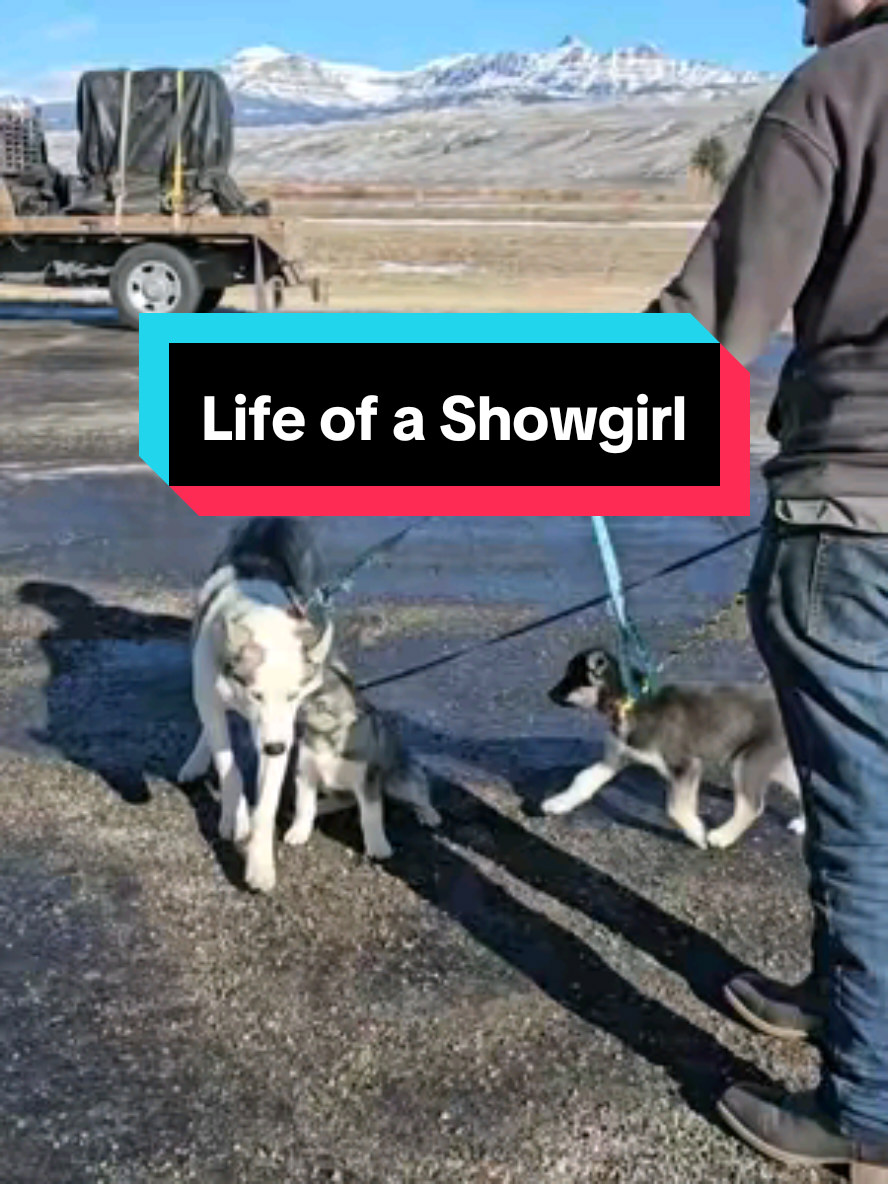 Always juggling leashes. Who else can relate? #sleddogs #husbandgoals #husky #workingdogsoftiktok #doggirl 