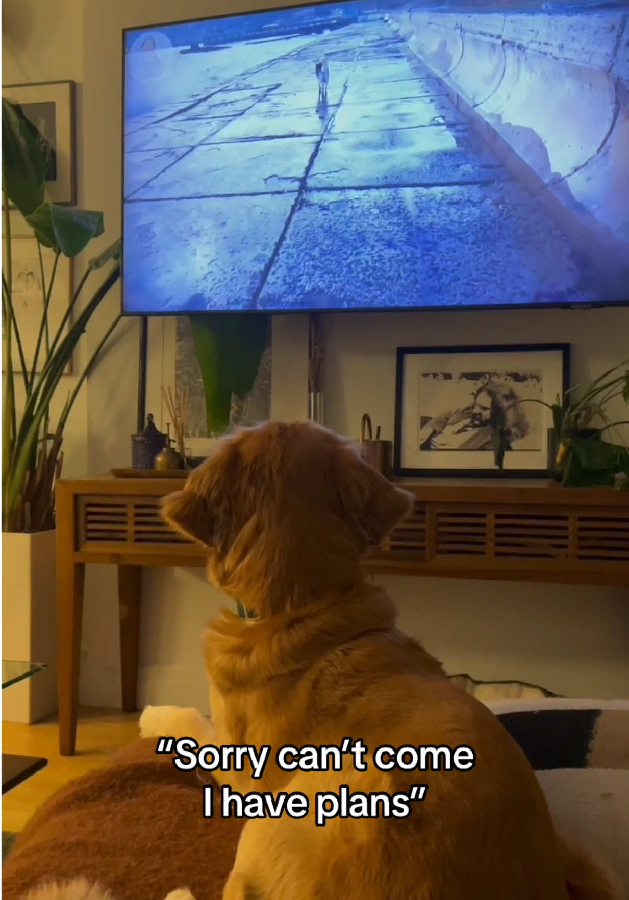 Evie is locked in and she’s sorry but she can’t come… she has plans. Dog TV just dropped a new episode & I must catch up 🐾📺 Meet Evie! Our lil gal that’s spunky funny silly and full of love. She’s a pup that’s ready to explore the world and make a ton of friends - adults, kids, dogs, you name it! She’d probably even be friends with a cat.  Learn more about Eve here - https://www.wagtopia.com/search/pet?id=2527861 #fyp #nyc #bluey #adoptme #dogtv 
