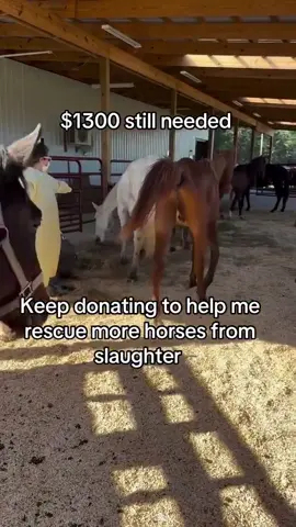 Keep donating to help me rescue more horses from slaughter #fyp #viral #goviral #horses#london