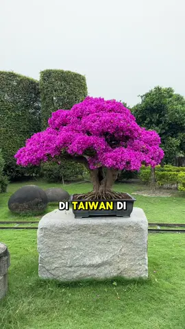 Bonsai bugenvil luar biasa di taiwan #bonsai #hobby 