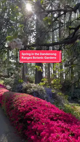 Spring has officially gone wild 🌸💐 Dandenong Ranges Botanic Gardens are bursting with colour right now 🌼🌷🪻🪷 flowers everywhere — pure magic just an hour from Melbourne 🌸🌷🌼  #DandenongRanges #MelbourneDaytrips #SpringVibes #VisitVictoria #BotanicGardens 