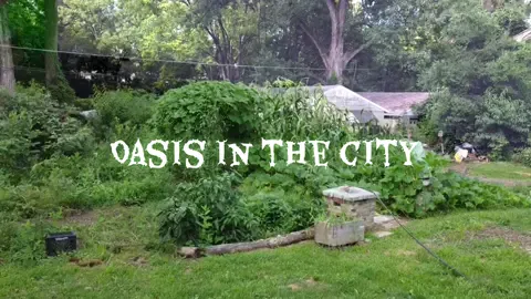 We live on 1 acre in the city! Welcome to cottonwood hollow. #foryoupage #gardening #Science #explorepage✨ #homesteading 