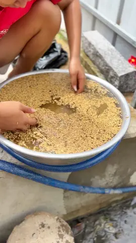 Cách giúo gà ăn mạnh lên tay tốt #animals #chienke #ganoi #gatre #haocantho 