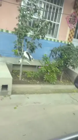 tergantung orang nya ❌️ tergantung kucing nya✔️ #foryoupage #populer #fyp #kucinglucu #memestiktok 