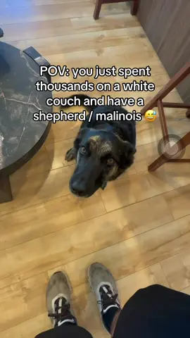 Ok. Maybe this wasn’t our best decision #firsttimehomebuyer #whitecouch #hdbuttercup #gsd #malinois 