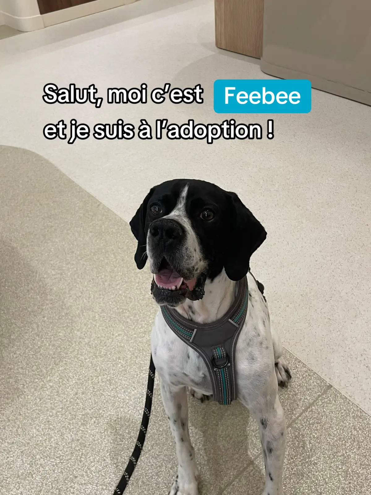 Bonjour, moi c’est Feebee ! Je suis une jolie Pointer Anglais de J’ai 4 ans.  J’ai cette douceur un peu discrète, celle des chiens qui n’ont pas eu beaucoup de chance jusqu’ici mais qui, malgré tout, croient encore à leur histoire.  Dans ma vie d'avant, pas de maltraitance, mais pas de stabilité non plus, abandonnée sans se retourner. À la maison, je suis un vrai petit cœur sur pattes. Je suis facile à vivre, douce, et très attachée à mes humains. J’adore les câlins (surtout les grattouilles sur le ventre), et je peux passer de longues heures à me reposer à tes côtés, d’absorber un peu de chaleur humaine pour rattraper le temps perdu.  Je ne suis pas du genre à faire des bêtises, et je me satisfais de plaisirs simples : une présence, une mastication, une friandise bien méritée. Je suis aussi très sociable : en balade, j’aime aller dire bonjour aux passants, aux enfants, aux autres chiens... J’adore les promenades, mais j’ai encore du mal à gérer mon excitation : je tire beaucoup en laisse, et il faut que j’apprenne à mieux me connecter à mon humain dans ces moments-là. Mais je progresse. Petit à petit, je commence à comprendre que ce n’est pas une course. Je ne suis pas une grande sportive, mais j’aime les sorties tranquilles, pleines d’odeurs et de découvertes. J’apprends aussi à mieux gérer mes émotions face aux stimulations : certains bruits ou mouvements brusques peuvent me faire peur, mais je suis beaucoup moins sur la réserve qu’avant. Je suis intelligente et j’apprends vite. J’aime les jeux calmes, les peluches, les doudous… et je suis une grande fan de mastication ! Pas de destruction ici, mais de vraies pauses bien-être à mastiquer tranquille dans mon coin. Je monte seule en voiture, je me pose et je dors. En terrasse ou dans des lieux animés, je suis capable de rester calme. Je suis encore en plein apprentissage, j’ai un peu de mal avec la solitude : quand tu pars, j’ai parfois peur que tu ne reviennes pas, alors il m’arrive de pleurnicher.  Je cherche aujourd’hui une vraie famille, qui comprendra que je suis en construction, que j’ai besoin d’un peu de temps, de patience. J’ai tant à offrir en retour alors remplis un formulaire pour moi !