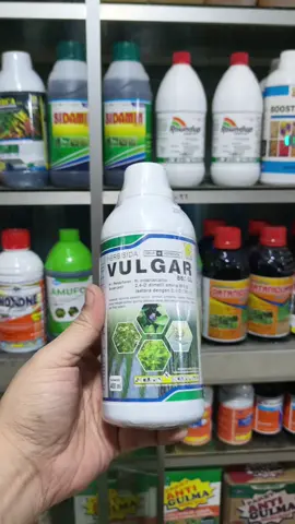 VULGAR 865SL Herbisida Racun Rumput Liar Untuk Padi Dan Tebu. Bisa Untuk Campuran Herbisida Glifosat Biar Tambah Ampuh #herbisida #herbisidarumput #dimetilamina #vulgar #vulgar865sl #vulgarherbisida 