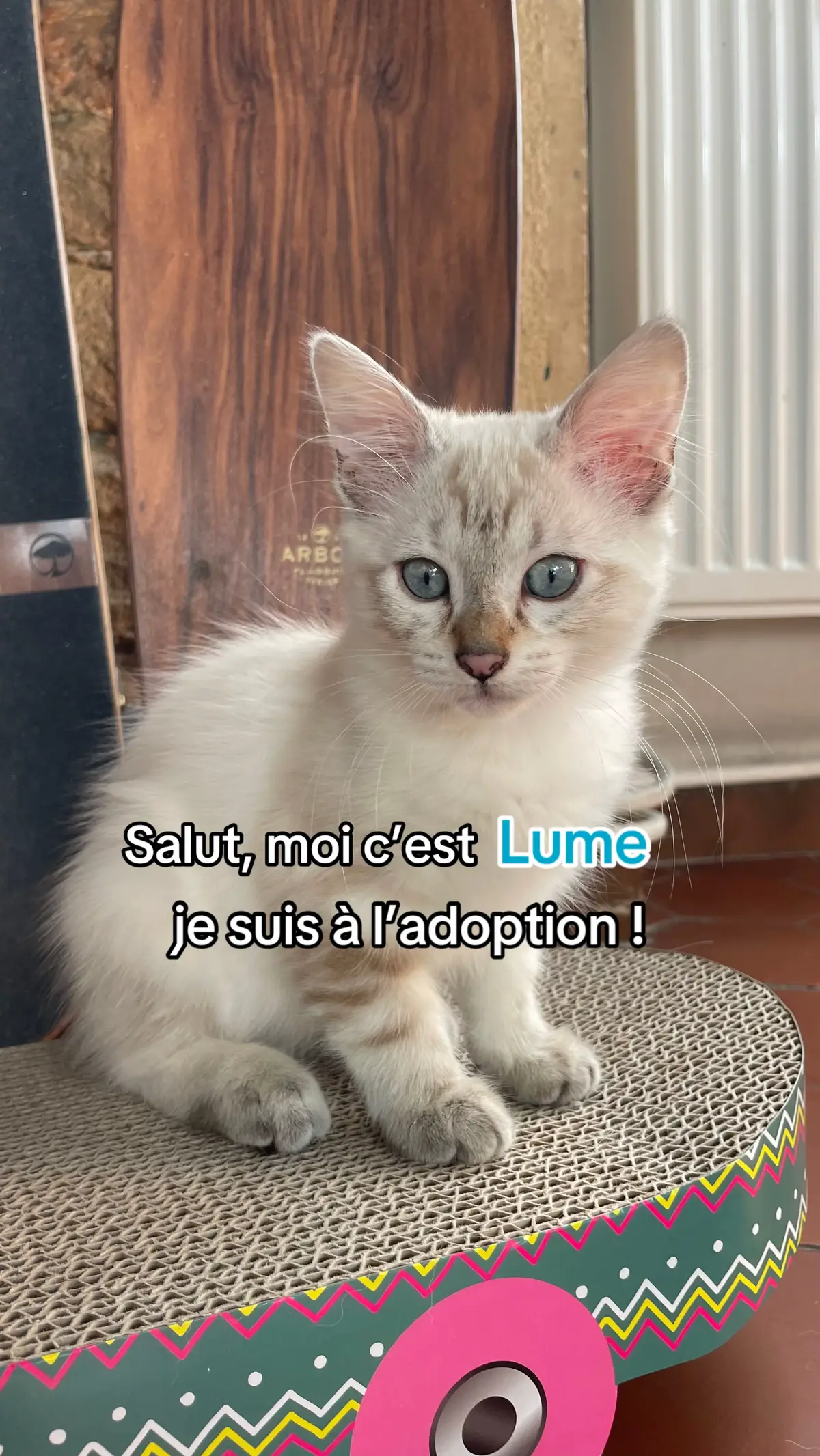 Moi c'est Lume. Je suis née aux alentours du 12/07/2025. Je suis la fille de Raksha et la sœur de Nym, Yra et Téa. Je suis une petite chatte très douce. J’aime jouer et attirer l’attention, et je viendrai volontiers vers vous dès que vous rentrez ou que vous vous installez sur le canapé, que ce soit pour jouer ou pour recevoir des câlins. Comme je suis encore un chaton, mon adoptant aura l'obligation de me faire stériliser avant mes 7 mois. Il pourra aller chez un des vétérinaires de l'Association pour bénéficier de leur tarif (80€ pour moi). Il devra donner à l'Association un chèque de caution de 150€, que mes protecteurs lui rendront une fois l'attestation de stérilisation reçue.   Ça vous tente de faire un bout de chemin avec moi et de me cajoler jusqu'à mes vieux jours ? Alors remplissez ce questionnaire pour que mes protectrices puissent vous contacter : https://wkf.ms/3brFOGf #adoption #chaton #lyon 