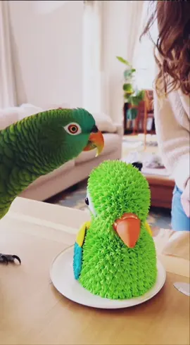 Mimzo thought they were cutting his girlfriend 😭🦜🍰 #funnyparrot #talkingparrot #mimzo #parrotreaction #foryou