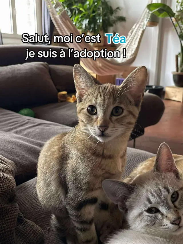 Salut ! Moi c'est Téa. Je suis née aux alentours du 12/07/2025. Je suis la fille de Raksha et la sœur de Nym, Lume et Yra. Je suis un chaton de nature plutôt discrète. J’aime jouer avec mes frères et sœurs, mais aussi partager des moments de jeu avec vous. Un peu timide au départ, je saurai pourtant venir me blottir contre vous une fois en confiance. Comme je suis encore un chaton, mon adoptant aura l'obligation de me faire stériliser avant mes 7 mois. Il pourra aller chez un des vétérinaires de l'Association pour bénéficier de leur tarif (80€ pour moi). Il devra donner à l'Association un chèque de caution de 150€, que mes protecteurs lui rendront une fois l'attestation de stérilisation reçue.   Ça vous tente de faire un bout de chemin avec moi et de me cajoler jusqu'à mes vieux jours ? Alors remplissez ce questionnaire pour que mes protectrices puissent vous contacter : https://wkf.ms/3brFOGf