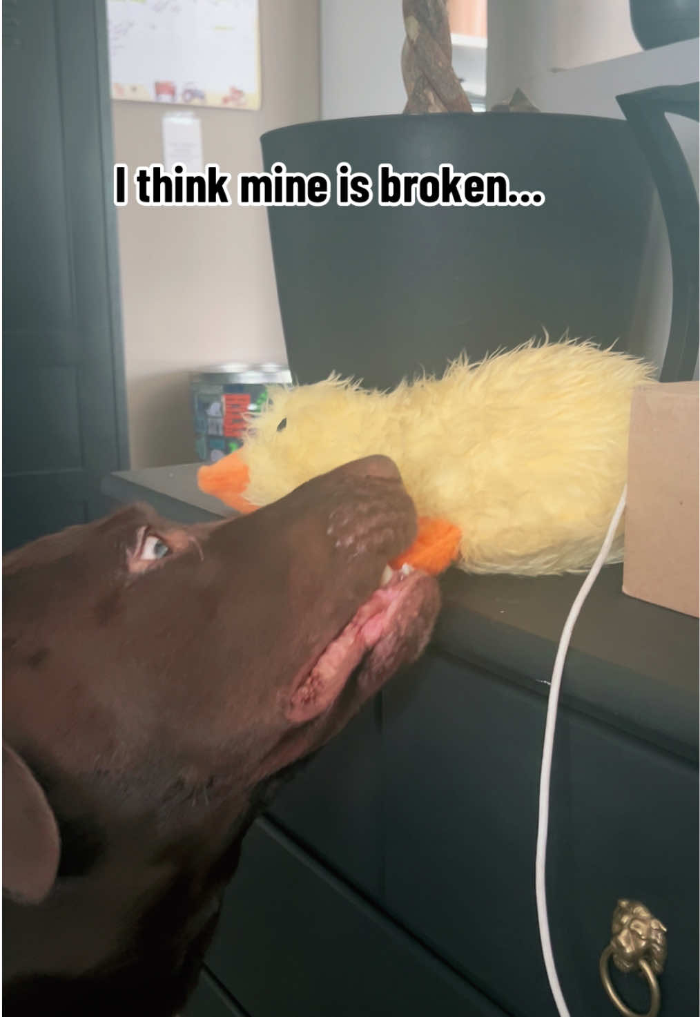 #labrador #dog #dogsoftiktok #chocolatelab #broken 