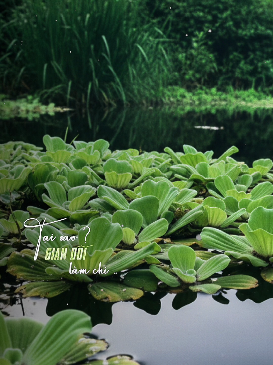 Tôi tự trách phận bèo trôi  #nhachaymoingay  #xuhuong2025  #foryou  #fyp  #tienst83 