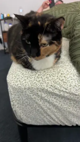 Daisy must have enjoyed my joke. Mae however is displeased with my shenanigans (per usual) and ran away lol 