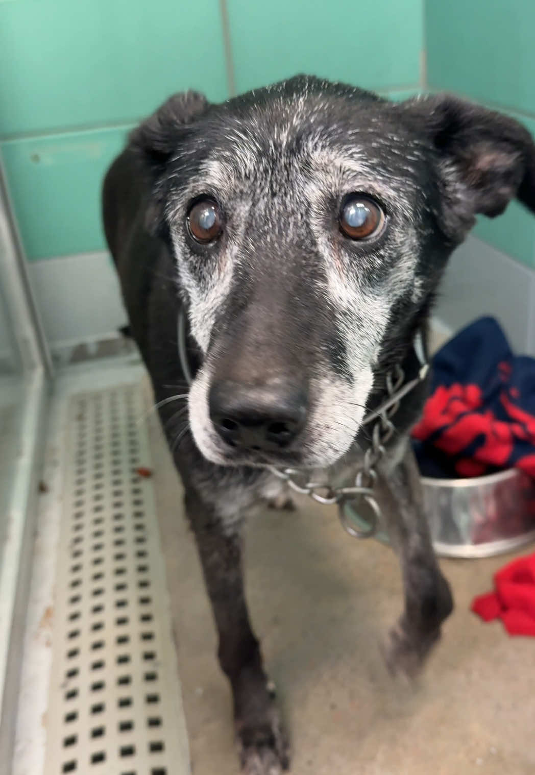 Update: tagged by @Up Pup and Away Inc Rescue! the euthanasia list for 10/24. She came into the shelter already spayed and heartworm negative, which tells me she had someone that loved her. Whoever surrendered her even gave the shelter a birthday of 5/17/2013. There wasn’t any info given to us on why she was surrendered, but in the past I’ve seen dogs like this surrendered because an owner passes away and no family is able to take care of them, or they have medical needs that the family just can’t afford. Nyx is honestly in great shape other than a mammary mass which will need to be tended to. Otherwise she was a calm quiet girl with a pep in her step for her age. Nyx #A2042117, Spayed, 12Y, HW- Pledges toward rescue are appreciated! Do not honor pledges unless you get a comment/message from this account. Please visit the links in my bio if you can adopt or foster! I can’t always monitor messages. I only post the dogs that I meet and photograph personally. There are many other dogs at the shelter. #euthanasia #euthanasialist #dogsoftiktok #adoptdontshop