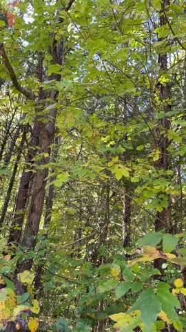 #bird #TheBirds #tennessee 