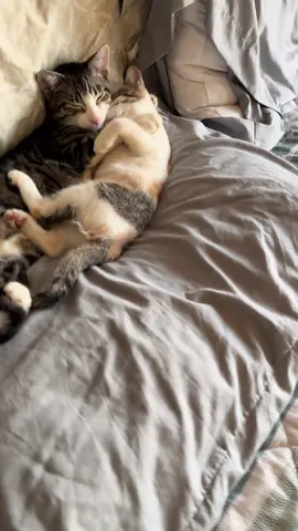 So cute #foryou #kitten #viral 