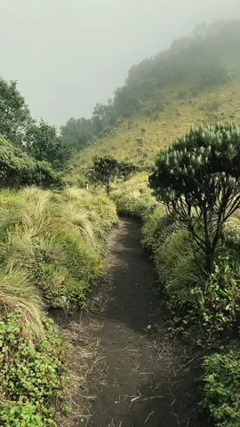 . #nature #merbabu3142mdpl #mountain #pendaki 