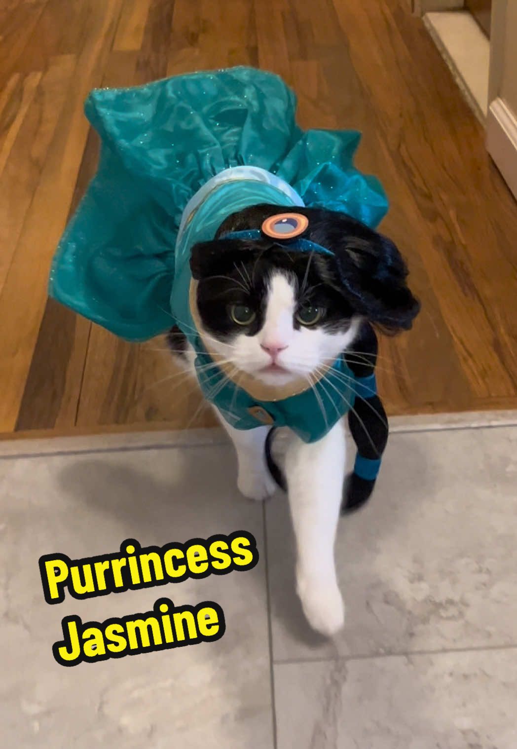 I am not a purr-ize to be won! 🩵 #costume #halloween #disney #cat #princess 